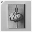 アートパネル-Eranthis cilicica (Winter Aconite) enlarged 8 times from Urformen der Kunst by Karl Blossfeldt - カール ブロスフェルト Canvas.