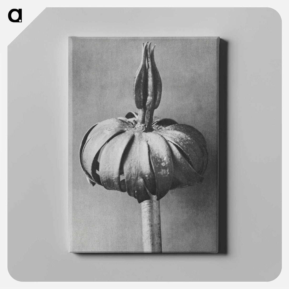 アートパネル-Eranthis cilicica (Winter Aconite) enlarged 8 times from Urformen der Kunst by Karl Blossfeldt - カール ブロスフェルト Canvas.