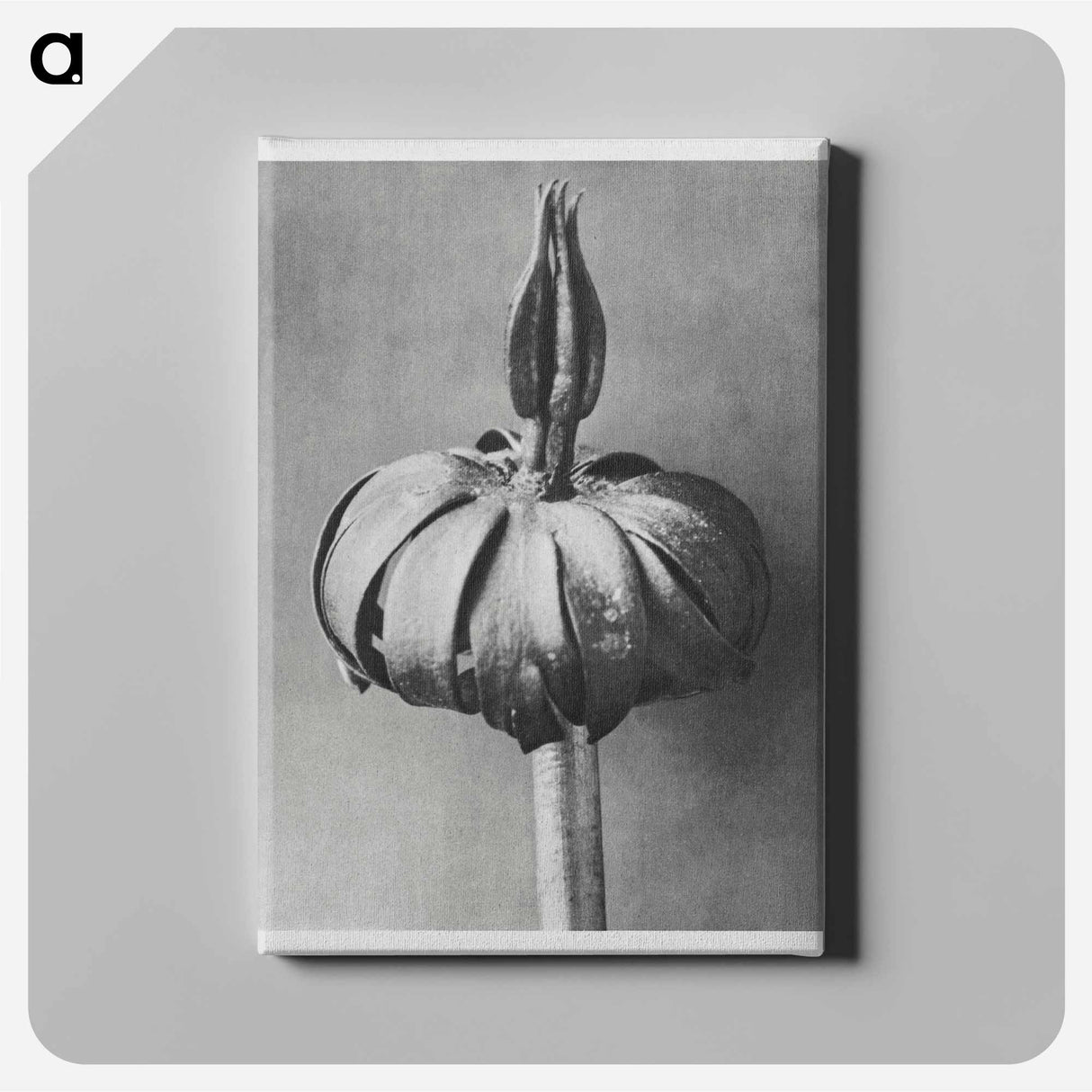 Eranthis cilicica (Winter Aconite) enlarged 8 times from Artwork by Karl Blossfeldt - Karl Blossfeldt Canvas.
