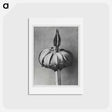 アートポストカード-Eranthis cilicica (Winter Aconite) enlarged 8 times from Urformen der Kunst by Karl Blossfeldt - カール ブロスフェルト Postcard.