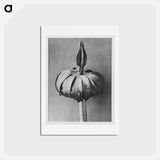 アートポストカード-Eranthis cilicica (Winter Aconite) enlarged 8 times from Urformen der Kunst by Karl Blossfeldt - カール ブロスフェルト Postcard.