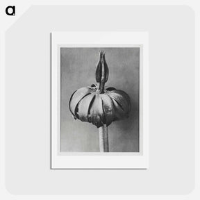 アートポストカード-Eranthis cilicica (Winter Aconite) enlarged 8 times from Urformen der Kunst by Karl Blossfeldt - カール ブロスフェルト Postcard.