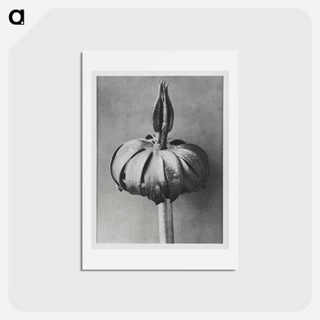 アートポストカード-Eranthis cilicica (Winter Aconite) enlarged 8 times from Urformen der Kunst by Karl Blossfeldt - カール ブロスフェルト Postcard.