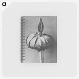 1-90_Karl-Blossfeldt_memo