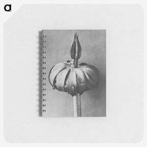1-90_Karl-Blossfeldt_memo