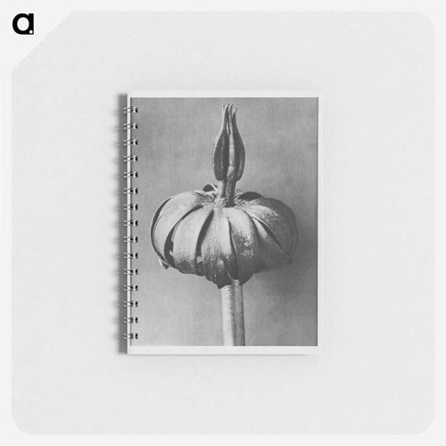 Eranthis cilicica (Winter Aconite) enlarged 8 times from Urformen der Kunst by Karl Blossfeldt - Karl Blossfeldt Memo.