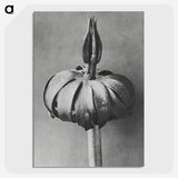 1-90_Karl-Blossfeldt_picture-crop