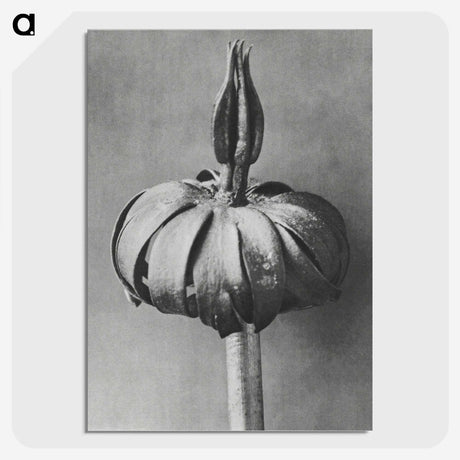 1-90_Karl-Blossfeldt_picture-crop