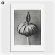 1-90_Karl-Blossfeldt_picture