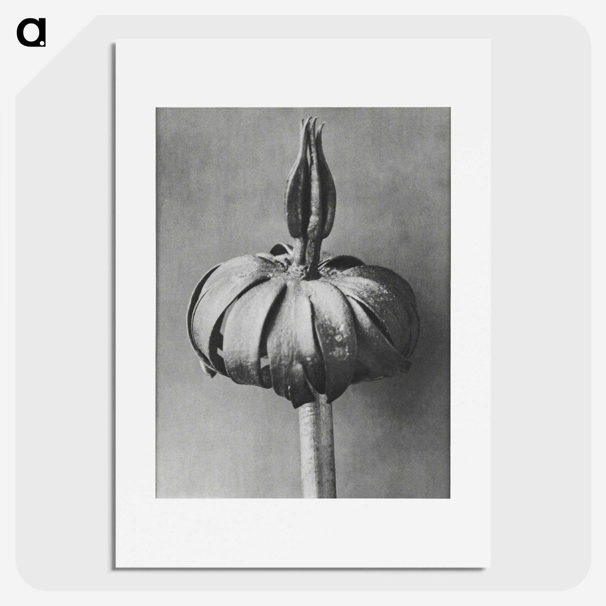 1-90_Karl-Blossfeldt_picture