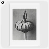 1-90_Karl-Blossfeldt_picture
