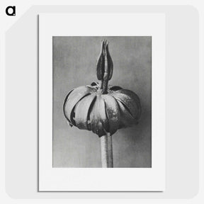 1-90_Karl-Blossfeldt_picture
