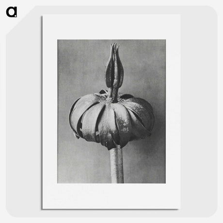 1-90_Karl-Blossfeldt_picture