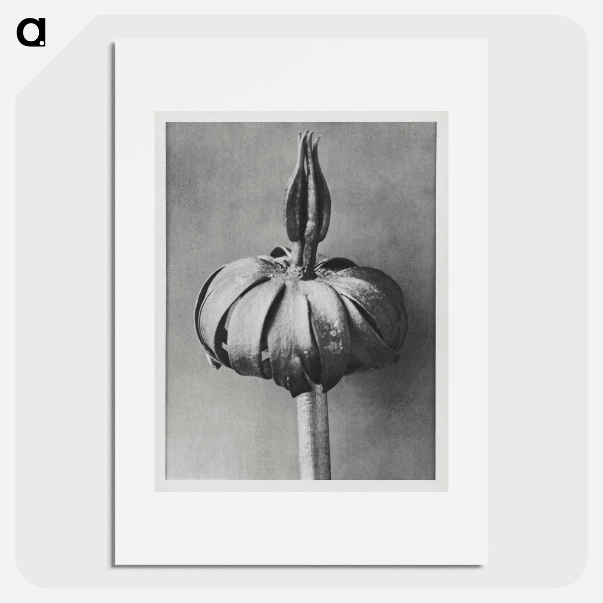 Eranthis cilicica (Winter Aconite) enlarged 8 times from Urformen der Kunst by Karl Blossfeldt - カール ブロスフェルト Poster.