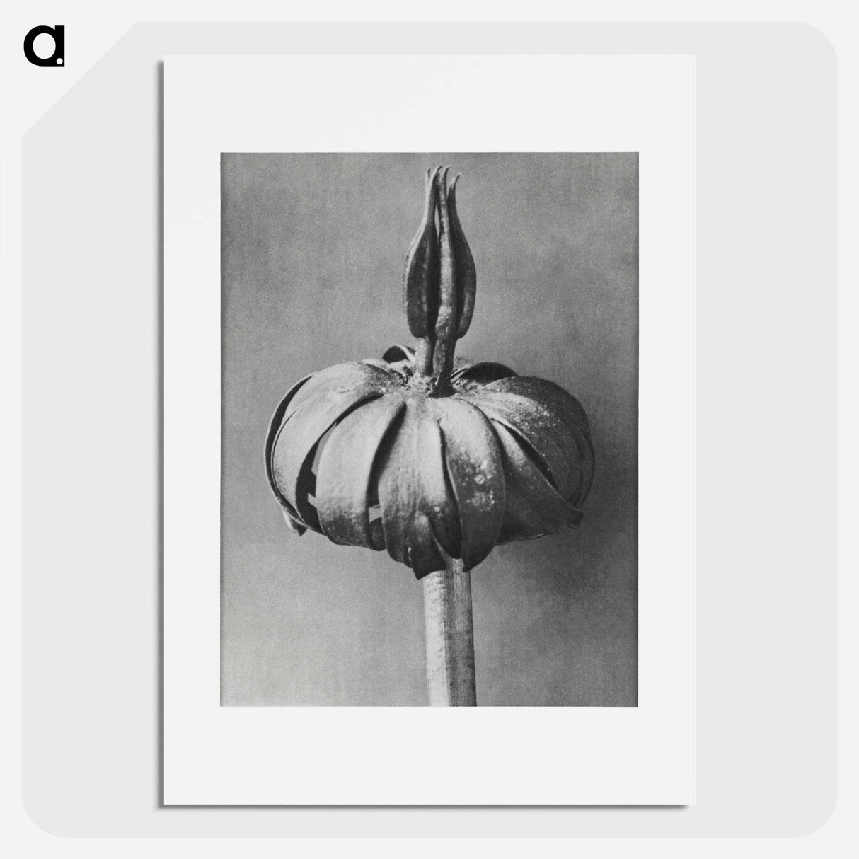 Eranthis cilicica (Winter Aconite) enlarged 8 times from Urformen der Kunst by Karl Blossfeldt - カール ブロスフェルト Poster.