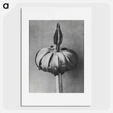 Eranthis cilicica (Winter Aconite) enlarged 8 times from Urformen der Kunst by Karl Blossfeldt - カール ブロスフェルト Poster.