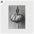 1-90_Karl-Blossfeldt_postcard