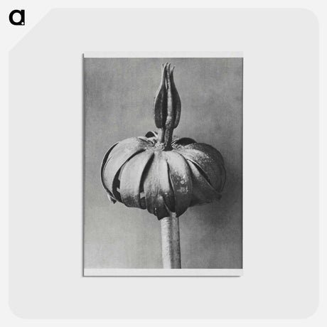 アートポストカード-Eranthis cilicica (Winter Aconite) enlarged 8 times from Urformen der Kunst by Karl Blossfeldt - カール ブロスフェルト Postcard.