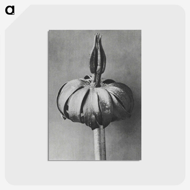 1-90_Karl-Blossfeldt_postcard