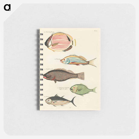 アートメモ帳-Moluccan Fishes
 - ルイ ルナール Memo.