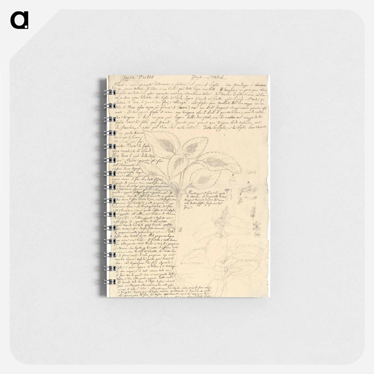 Jajja Diitch (Coleus species 2)
 - ルイージ バルガーニ Memo.