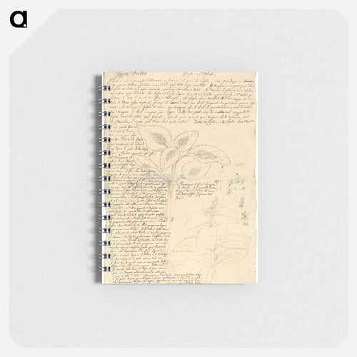 Jajja Diitch (Coleus species 2)
 - ルイージ バルガーニ Memo.
