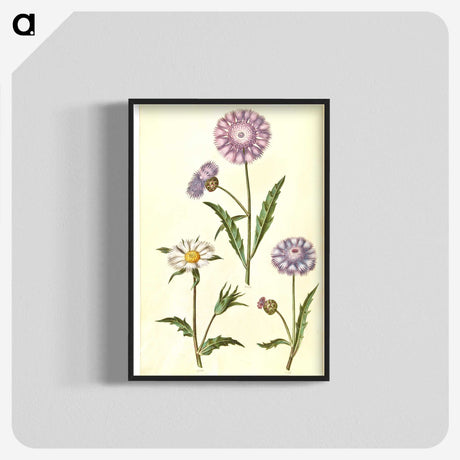 1-90_Maria-Sibylla-Merian_blk-crop