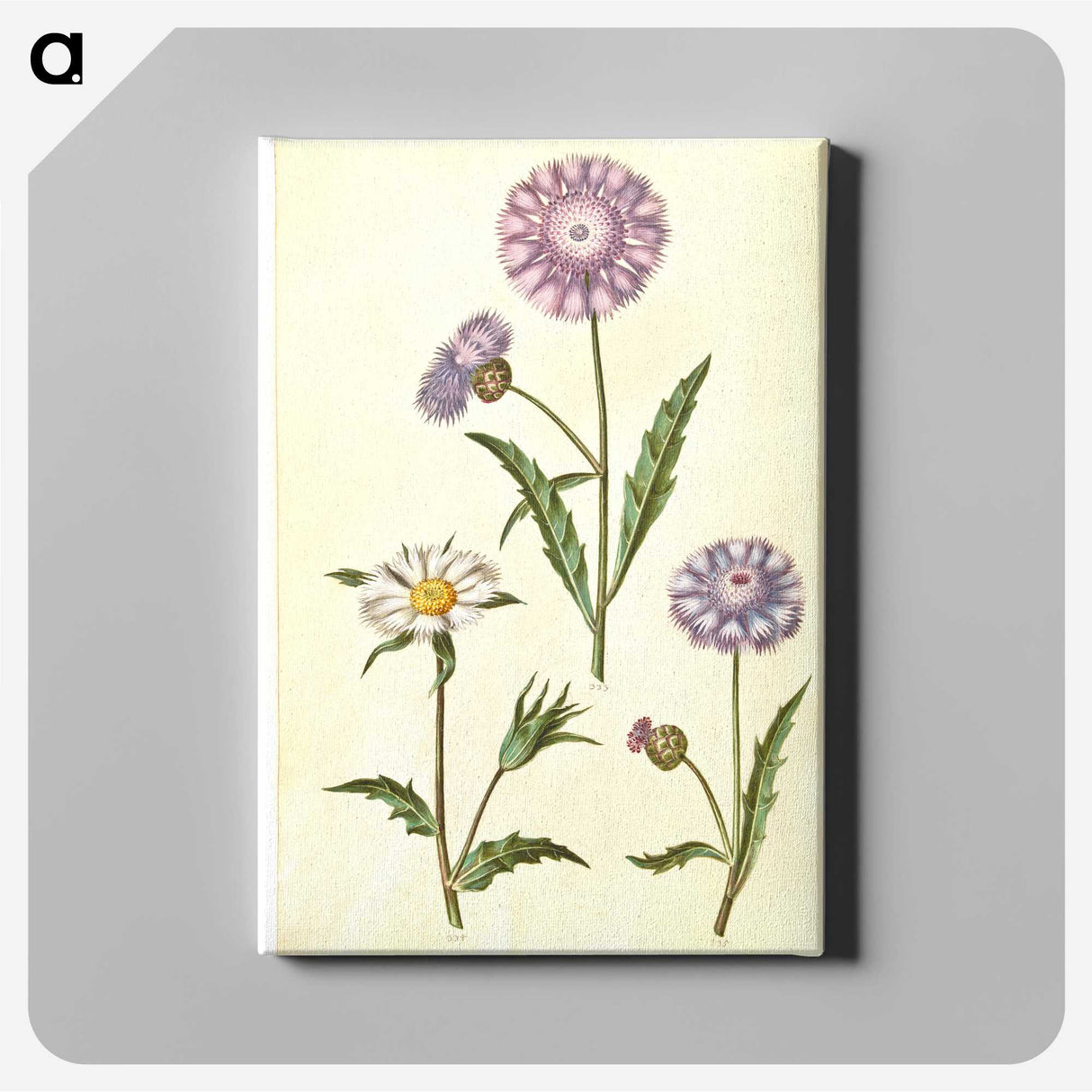1-90_Maria-Sibylla-Merian_canvas