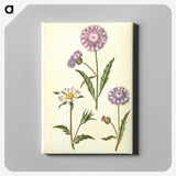 1-90_Maria-Sibylla-Merian_canvas