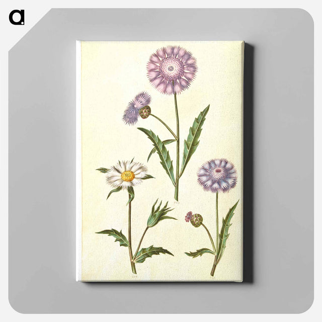 アートパネル-Amberboa moschata
 - マリア ジビーラ メーリアン Canvas.