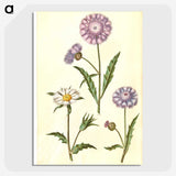 1-90_Maria-Sibylla-Merian_picture-crop