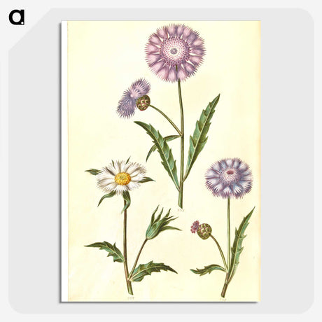 1-90_Maria-Sibylla-Merian_picture-crop