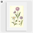 1-90_Maria-Sibylla-Merian_picture