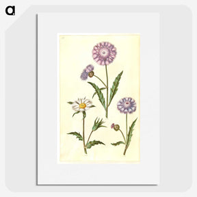 1-90_Maria-Sibylla-Merian_picture