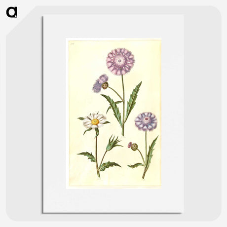 1-90_Maria-Sibylla-Merian_picture