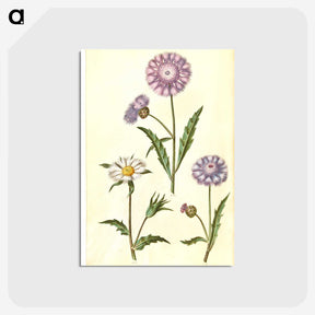 1-90_Maria-Sibylla-Merian_postcard