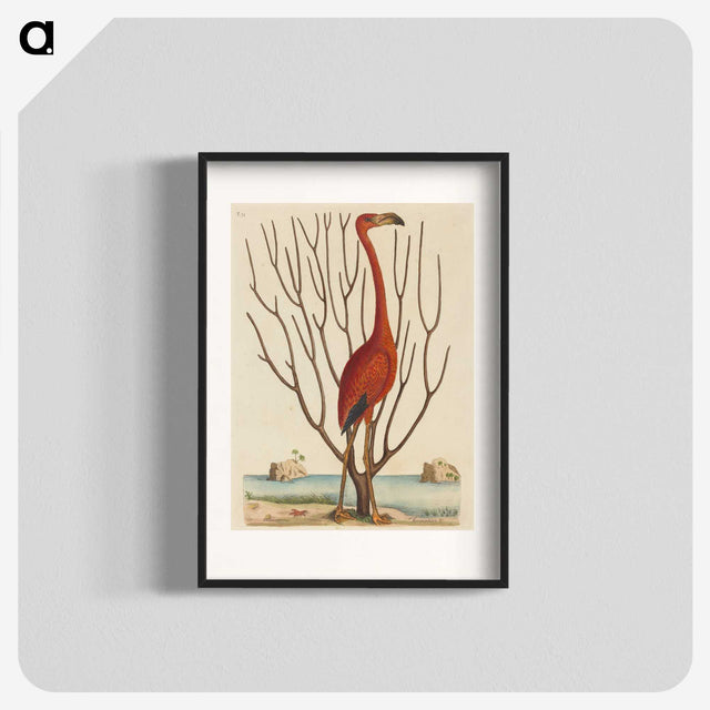 1-90_Mark-Catesby_blk