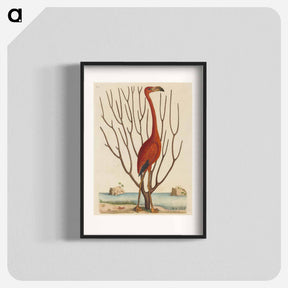 アートポスター-The Flamingo
 - マーク ケイツビー Poster.