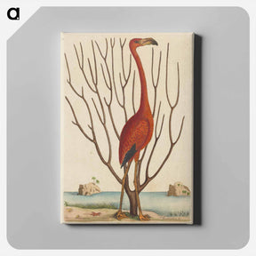 アートパネル-The Flamingo
 - マーク ケイツビー Canvas.
