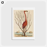 アートポストカード-The Flamingo
 - マーク ケイツビー Postcard.