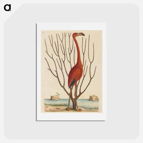 アートポストカード-The Flamingo
 - マーク ケイツビー Postcard.