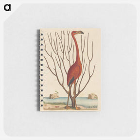アートメモ帳-The Flamingo
 - マーク ケイツビー Memo.