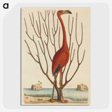 1-90_Mark-Catesby_picture-crop