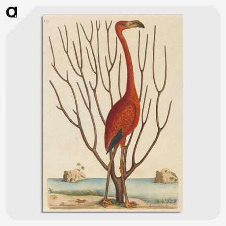 1-90_Mark-Catesby_picture-crop