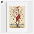 1-90_Mark-Catesby_picture