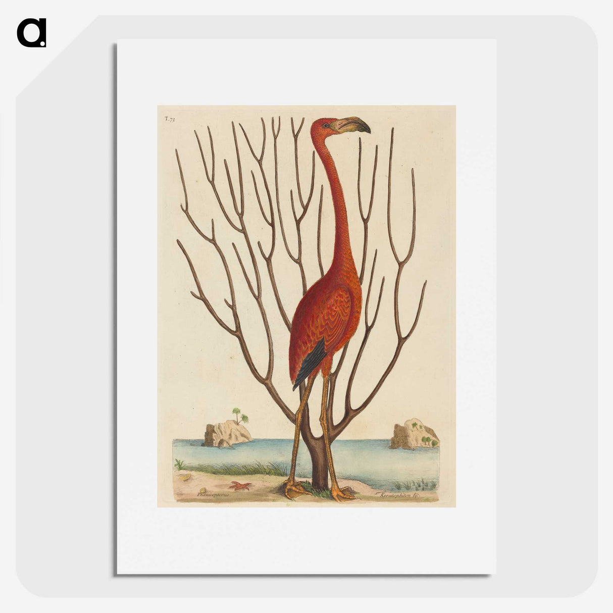 1-90_Mark-Catesby_picture