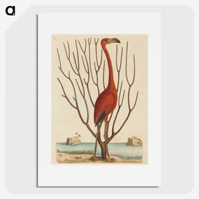 1-90_Mark-Catesby_picture