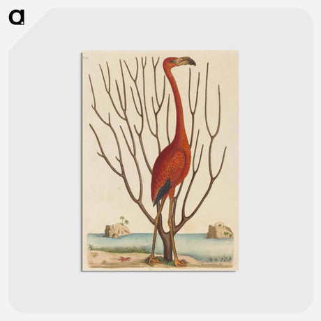 アートポストカード-The Flamingo
 - マーク ケイツビー Postcard.