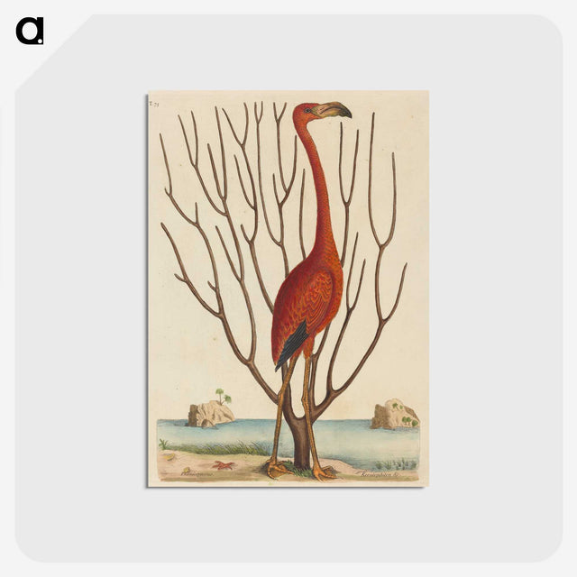 1-90_Mark-Catesby_postcard