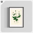 アートポスター-Wood Avens Illustration
 - 薬用植物学 Poster.